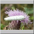 Yponomeuta evonymella - Traubenkirschen-Gespinstmotte 01.jpg